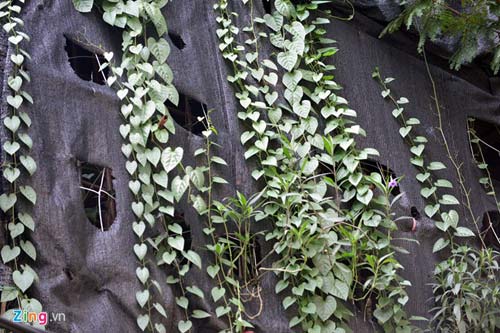 Người Hà Nội chi 1,5 tỷ đồng phủ cây xanh kín nhà - 10