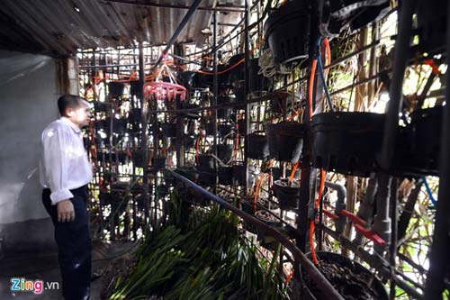 Người Hà Nội chi 1,5 tỷ đồng phủ cây xanh kín nhà - 11