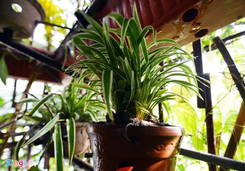 Người Hà Nội chi 1,5 tỷ đồng phủ cây xanh kín nhà - 12