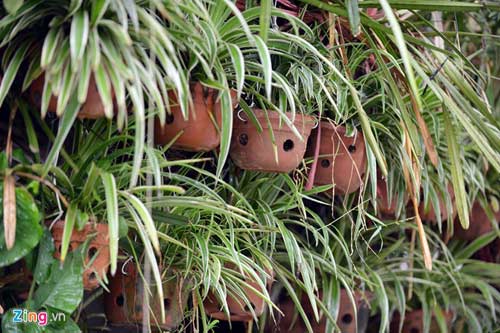 Người Hà Nội chi 1,5 tỷ đồng phủ cây xanh kín nhà - 2