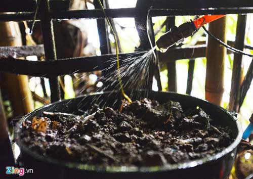 Người Hà Nội chi 1,5 tỷ đồng phủ cây xanh kín nhà - 5