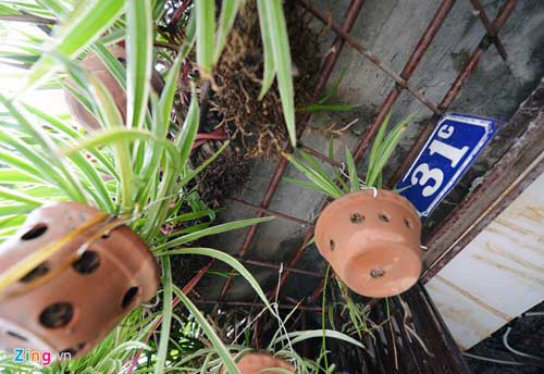 Người Hà Nội chi 1,5 tỷ đồng phủ cây xanh kín nhà - 6