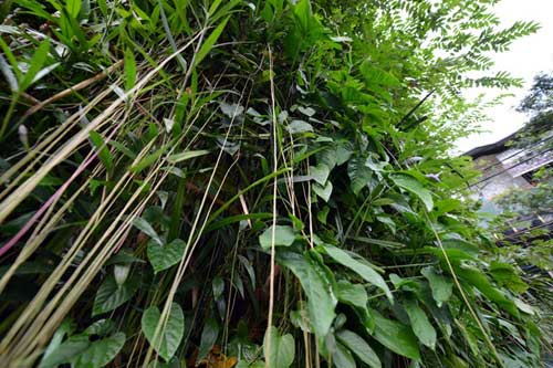 Người Hà Nội chi 1,5 tỷ đồng phủ cây xanh kín nhà - 7