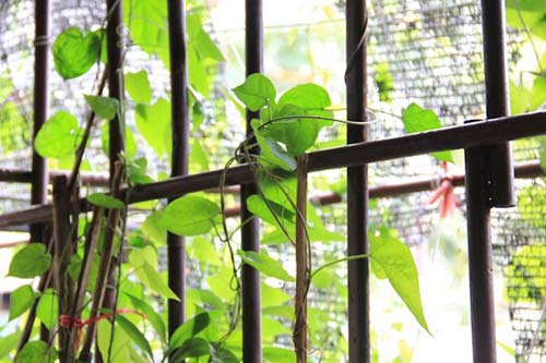 Người Hà Nội chi 1,5 tỷ đồng phủ cây xanh kín nhà - 8