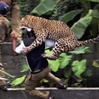 Tin tức trong ngày - Ấn Độ: Lão bà phản công đánh chết báo hoang