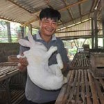 Cẩm nang tìm việc - Nuôi thỏ, bỏ túi cả trăm triệu đồng