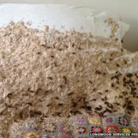 Anh: Hoảng hồn phát hiện tổ ong khổng lồ trên giường