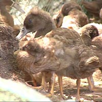 Sức khỏe đời sống - Quảng Ngãi: Dịch cúm A/H5N1 trên gia cầm tái phát