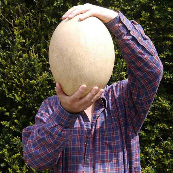 Quả trứng chim voi 500 tuổi giá hơn 80.000 USD - 1