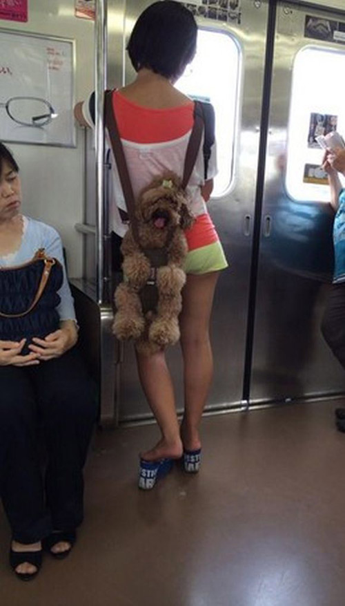 Dân công sở TQ cởi đồ, tẩy chay trào lưu dội nước đá - 5