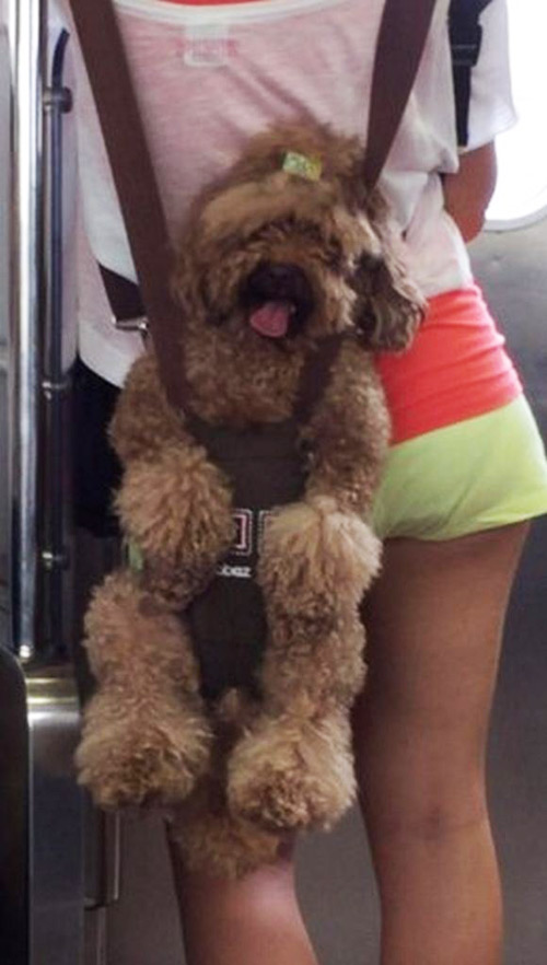 Dân công sở TQ cởi đồ, tẩy chay trào lưu dội nước đá - 6