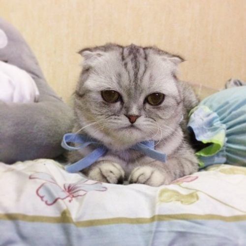 "Chú mèo buồn" trở thành ngôi sao mạng xã hội - 1