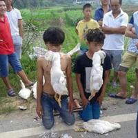 Tin tức trong ngày - TQ: 2 tên trộm nhí quỳ giữa đường, ngậm vịt trong mồm