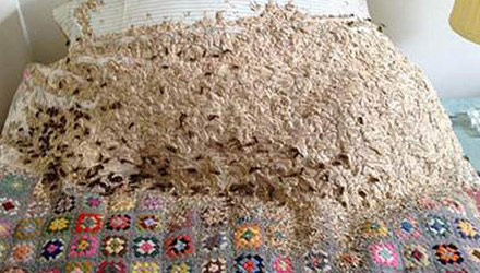 Kinh hãi 5.000 ong bắp cày làm tổ trên giường - 1