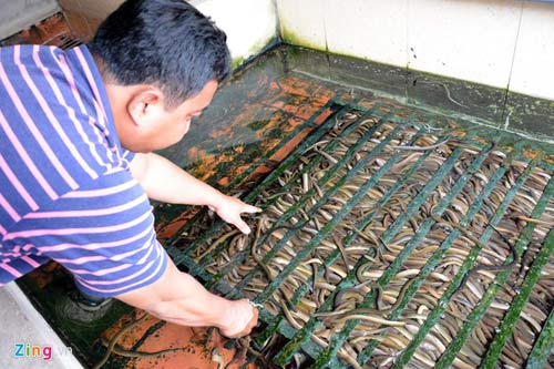 Kiếm 300 triệu/tháng nhờ nuôi lươn không bùn ở Sài Gòn - 1