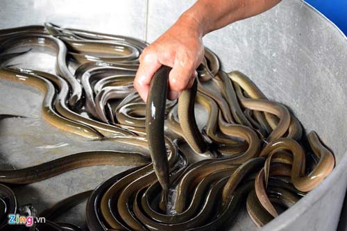 Kiếm 300 triệu/tháng nhờ nuôi lươn không bùn ở Sài Gòn - 11