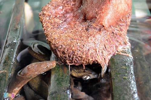 Kiếm 300 triệu/tháng nhờ nuôi lươn không bùn ở Sài Gòn - 13