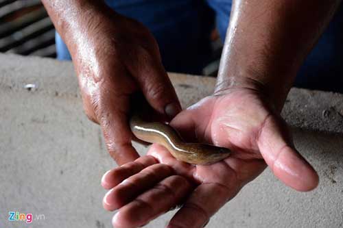 Kiếm 300 triệu/tháng nhờ nuôi lươn không bùn ở Sài Gòn - 2