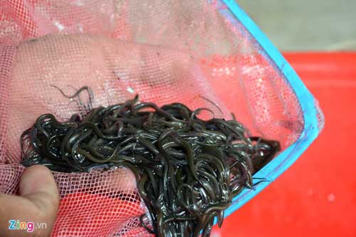 Kiếm 300 triệu/tháng nhờ nuôi lươn không bùn ở Sài Gòn - 4