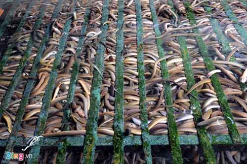 Kiếm 300 triệu/tháng nhờ nuôi lươn không bùn ở Sài Gòn - 6