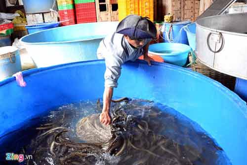 Kiếm 300 triệu/tháng nhờ nuôi lươn không bùn ở Sài Gòn - 9