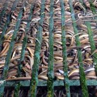 Thị trường - Tiêu dùng - Kiếm 300 triệu/tháng nhờ nuôi lươn không bùn ở Sài Gòn