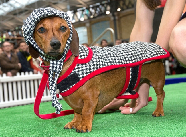 

Paw Pageant là một chương trình biểu diễn thời trang đặc biệt dành cho những chú chó diễn ra tại chợ Old Spitalfields (Anh) vào ngày 25/8 vừa qua. 




