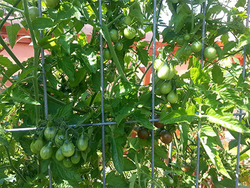 Ngôi nhà tuyệt đẹp của chủ nhân người Việt ở Séc - 17