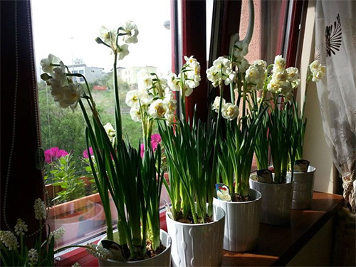 Ngôi nhà tuyệt đẹp của chủ nhân người Việt ở Séc - 14