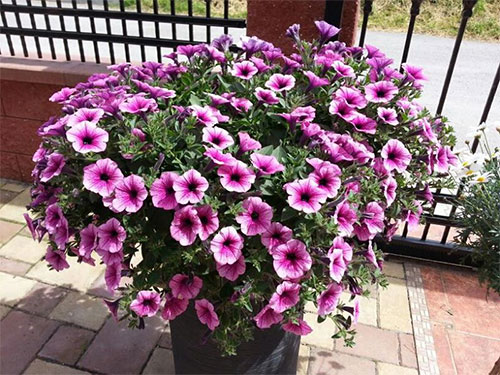 Ngôi nhà tuyệt đẹp của chủ nhân người Việt ở Séc - 3