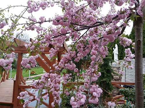 Ngôi nhà tuyệt đẹp của chủ nhân người Việt ở Séc - 2