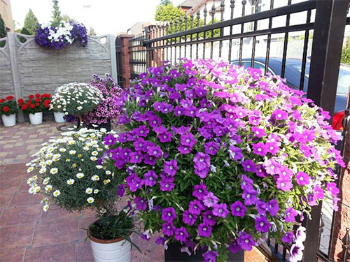 Ngôi nhà tuyệt đẹp của chủ nhân người Việt ở Séc - 4