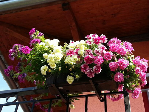 Ngôi nhà tuyệt đẹp của chủ nhân người Việt ở Séc - 7