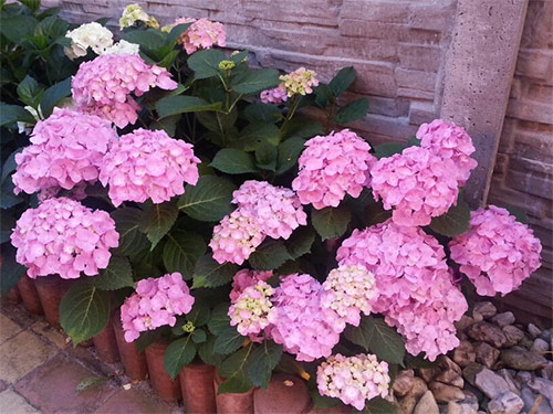 Ngôi nhà tuyệt đẹp của chủ nhân người Việt ở Séc - 8