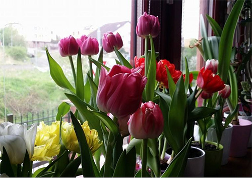 Ngôi nhà tuyệt đẹp của chủ nhân người Việt ở Séc - 12