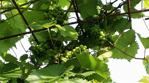 Ngôi nhà tuyệt đẹp của chủ nhân người Việt ở Séc - 16