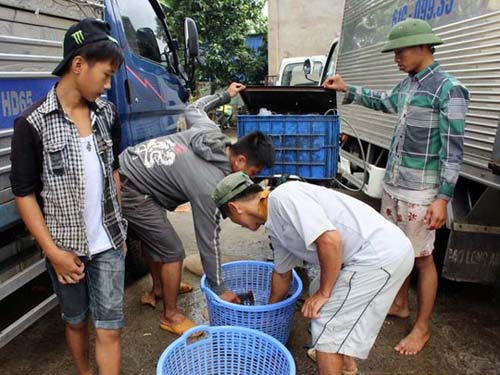 Nuôi cá lăng ở Đồng Nai thu lãi cả tỉ đồng - 3