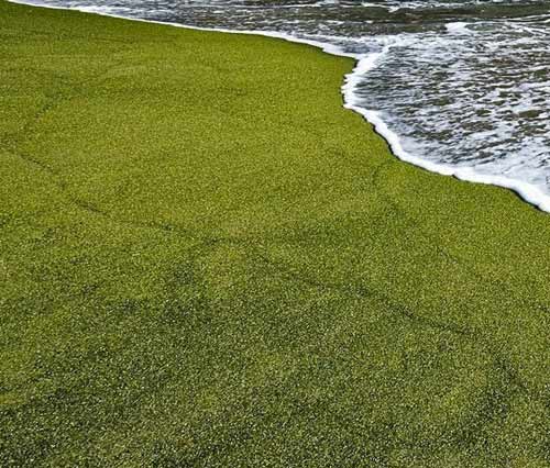 Bãi biển cát xanh lạ kỳ ở Hawaii - 5