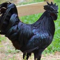 Giống gà đen quý hiếm giá “khủng” nhất thế giới