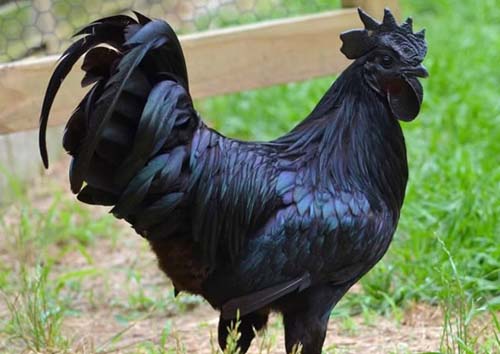 Giống gà đen quý hiếm giá “khủng” nhất thế giới - 1