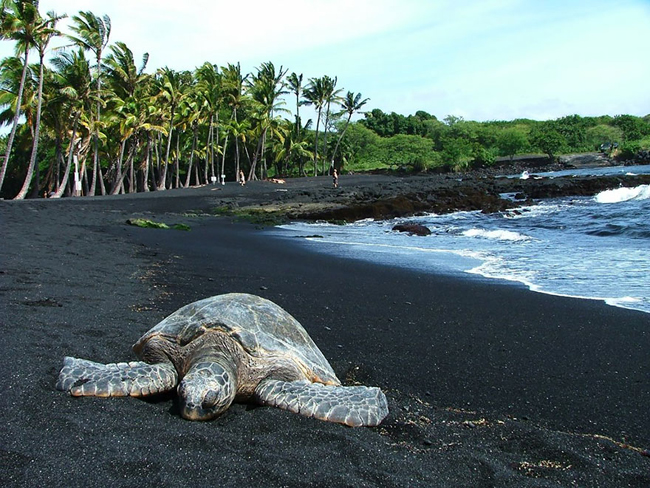 9. Bãi biển cát đen ở&nbsp;Punaluu, Hawaii (Mỹ): Màu cát đen của bãi biển xuất hiện&nbsp;do&nbsp;dung nham&nbsp;chảy xuống biển sau những đợt núi lửa phun trào.&nbsp;
