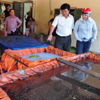 Thị trường - Tiêu dùng - Thu mua chuối non bán cho Trung Quốc