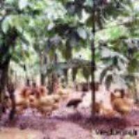 Cẩm nang tìm việc - Nuôi gà tây, Hải xe ôm thành tỷ phú