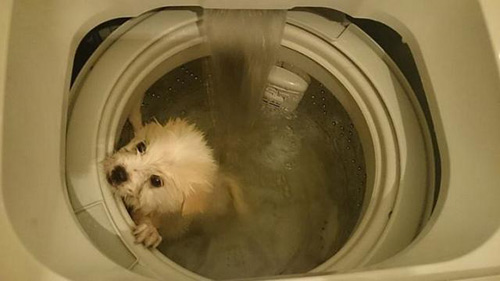 Hồng Kông: Bất bình vì chú chó bị quay trong máy giặt - 1