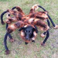 Video chú “chó nhện“ hút hơn 60 triệu lượt xem
