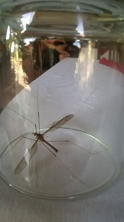 Muỗi khổng lồ ở Quảng Bình là ruồi “si tình”? - 1