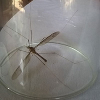 Tin tức trong ngày - Muỗi khổng lồ ở Quảng Bình là ruồi “si tình”?