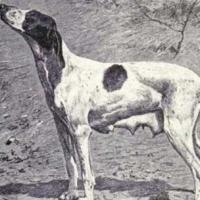 Phi thường - kỳ quặc - Những giống chó đã tuyệt chủng trên thế giới