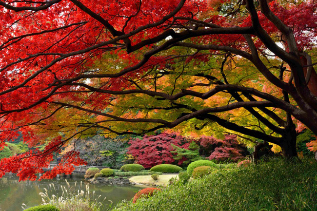 29. Tokyo, Nhật Bản:&nbsp;Nếu mùa xuân ở Nhật Bản&nbsp;là mùa của các&nbsp;loài hoa đua nhau khoe sắc, thì mùa thu lại&nbsp;là lúc những chiếc lá kiêu hãnh với&nbsp;sắc màu rực rỡ.&nbsp;&nbsp;
