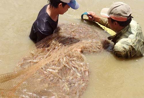 Tôm tăng giá, nông dân miền Tây thu hàng trăm triệu đồng/vụ - 2